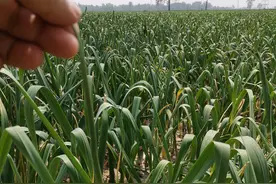 想要蒜苔品质好产量高，除了喷施松口剂，更需要做好这三点的管理图片