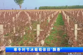 「聚焦三农」寒冬时节冰葡萄依旧“飘香”图片