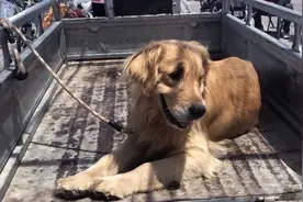 河南：繁殖犬有多惨？金毛胡子白了就卖，6岁以后不生就算仁慈了图片