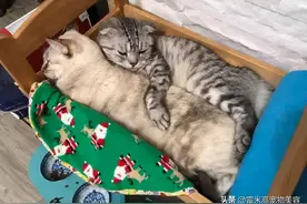 我养的猫，脾气比生产队的驴还要倔图片