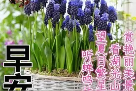 中老年表情包：人生如梦，梦却不随人愿，万般皆是命，半点不由人图片