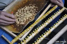 那些从不人工育王的养蜂高手，他们是如何分蜂的？方法就2个图片