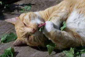 河南的“荆芥”不是荆芥，云南的“薄荷”也不是薄荷图片