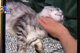 缅因猫经常咳嗽，做完检查不行了图片
