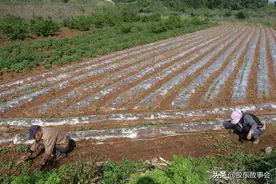 胶东农村：刚下过雨的花生地很泥泞，老两口穿着水鞋下田除草图片
