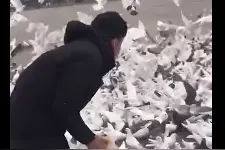 暖心！石家庄市民带粮食专程喂鸽子图片