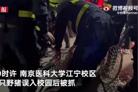 （视频）@太原人！野猪夜闯南京医科大校园，特警保安合力抓捕夜闯校园的野猪图片