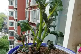 其实，我一直对老婆深怀歉意，因为我最爱的是我自己图片