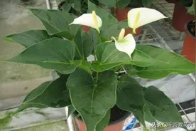 白掌花苞少、不开花？只需做好这“4点”，根壮叶绿，开花更艳图片