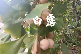 白露在即，该为种植越冬菜着想了，5种耐寒菜可在白露节令播种图片