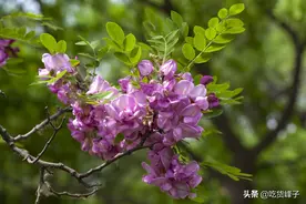 五月吃槐花，分清“紫色”和“白色”，口感差别大，弄懂再买不迟图片