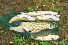 图解淡水阿波钓组的搭配技巧，流水中浮钓大草鱼，这招更“稳当”图片