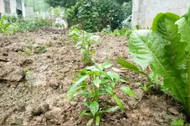 恩施:辣椒夏秋栽培，做好这几点，农民喜获丰收图片