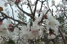 桃花朵朵开图片