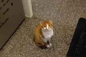 橘猫不爱吃，却爱监督主人煮饭！主人超宠一把抱起它：看吧！图片
