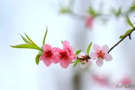 掌握3条摄影经验，轻松拍摄出：春来遍是桃花水，不辨仙源何处寻图片