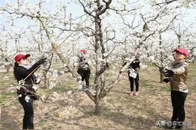 全靠人工授粉，花粉涨至千元一斤，为何农民不养蜂授粉？图片