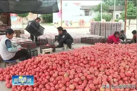 潞城区神泉村：柿子红了村民乐了图片
