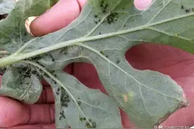 蚜虫这几种防治方法更有效，持效期长，效果更好图片