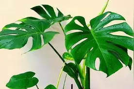 株型优美的龟背竹，叶形奇特新颖又极耐阴，是一类漂亮的观叶绿植图片
