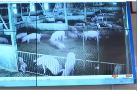 一个万头生猪养殖场！养猪领头人为农民造“福音”，开启帮扶计划视频封面