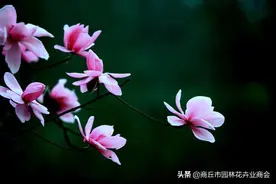 三生三世十里辛夷，听名字就知道绝美的花图片