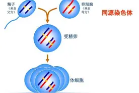 有性生殖的优点到底是什么？图片