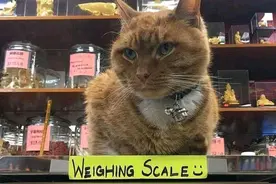 橘猫相中隔壁老板，每天准时窜门，只为出门遛弯找个伴图片