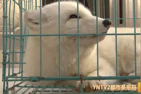 “浅浅”是你吗？溜过孔雀、奔过鸵鸟的昆明街头又窜出白色狐狸！图片