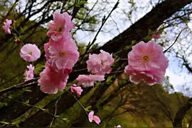4月3日，六盘山国家森林公园将正式开园！图片