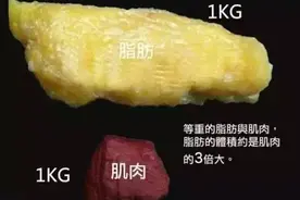 认识自己的肌肉和脂肪图片
