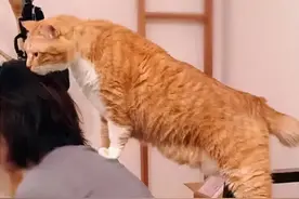 猫咪凭实力胖起来的身材，铲屎官想说减就减？喵星人可未必答应图片