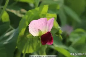 荷兰豆啥时播种？具体措施有哪些图片