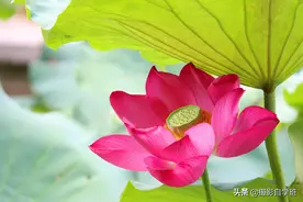 学会这5个拍摄荷花的窍门，帮你拍出不同寻常的荷花，新手也适用图片