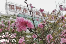 桃花朵朵开 春色迷人眼！福州各大公园陆续开启“桃花源模式”图片
