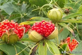 一株花能卖500元，到底有啥价值与用途，一起来了解一下图片