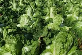 莫言的《卖白菜》被编入中学教材非常不严肃图片