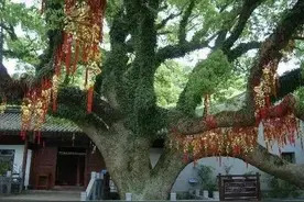 全球最珍贵的最稀有的树 仅存一棵，就在中国浙江图片