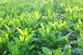 亩产可高达60吨，种一次能收割多年！种植食叶草真的赚钱吗？图片