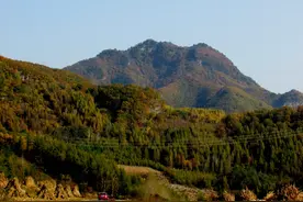 本溪铁刹山偶遇一只小白狐狸一点不怕人咬住我的相机不放图片