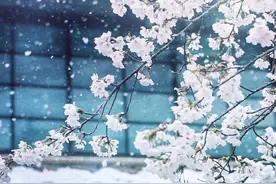 日本难得的樱花季飘雪，一起线上赏雪樱吧～图片