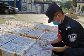 广西警方查获蛇蛋11595枚 两人涉嫌非法贩运被抓图片