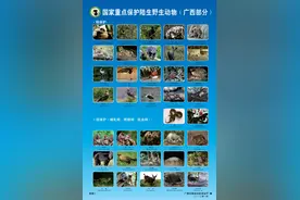 看！广西部分国家重点保护陆生野生动物在这儿，大家一起来保护图片