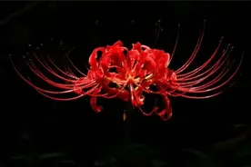 彼岸花的花语是什么意思？彼岸花有什么作用？图片