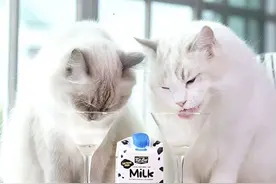 有什么办法在猫咪营养均衡的情况下让它更健康？图片