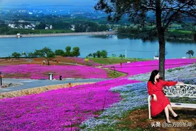 探访句容芝樱小镇，感受花海巨毯，追寻浪漫情怀图片