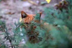 【光影矿大】猫先生和他的朋友们图片