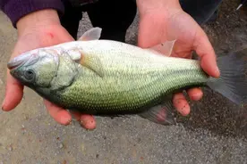 过年买鲈鱼，不是个头越大越好，建议别买4种鲈鱼，别被鱼贩忽悠图片
