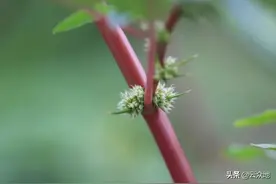 刺苋是外来入侵物种，是杂草也是野菜，嫩叶可食，根茎能煲汤图片