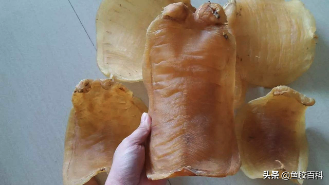花胶的百科 2026年花胶百度百科